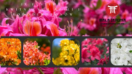 IX FESTIWAL KWITNĄCYCH AZALII I RODODENDRONÓW!